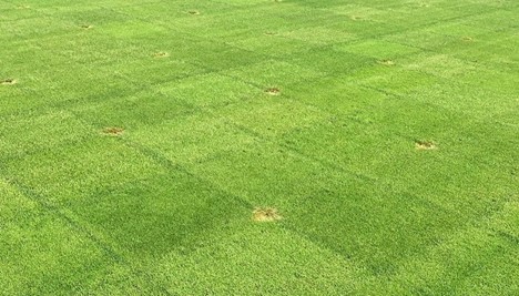 4turf gras: de beste bescherming tegen droogte en ziektes | DLF